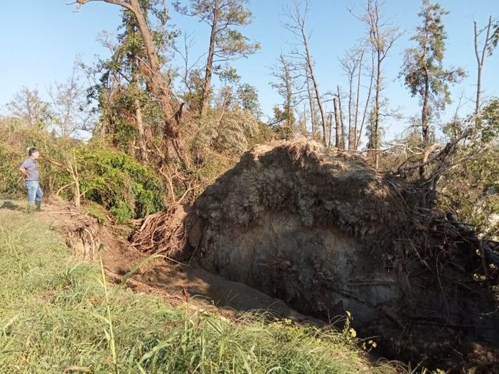 Al Parco del Ticino si fa la conta dei danni ad alberi e boschi Al Parco del Ticino si fa la conta dei danni ad alberi e boschi