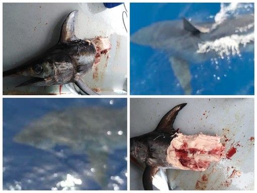 FOTO. Liguria, pescatori avvistano squalo bianco: era lungo cinque metri