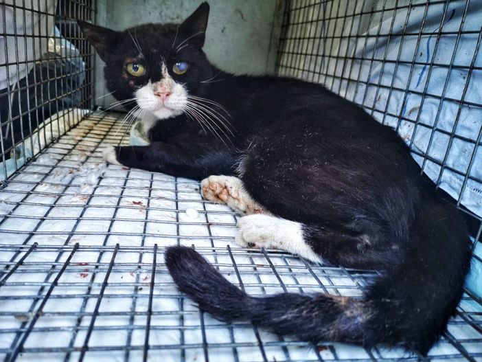 Velezzo Lomellina: colonia felina decimata, la Lav conferma la presenza di veleno nelle esche Velezzo Lomellina: colonia felina decimata, la Lav conferma la presenza di veleno nelle esche