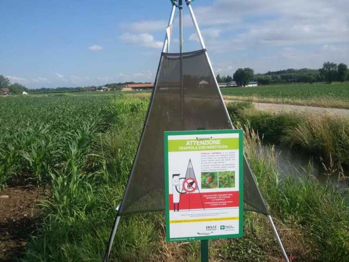 Popilla Japonica, conosciamo meglio il ‘killer’ delle colture nella valle del Ticino (e non solo)