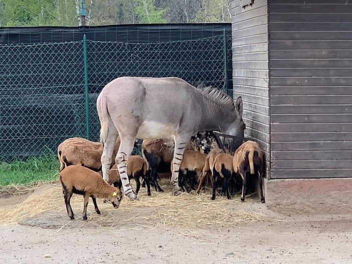 Safari Park: «Grazie per gli alimenti agli animali. Aiutateci acquistando un biglietto da usare entro il 31 dicembre 2021» Safari Park: «Grazie per gli alimenti agli animali. Aiutateci acquistando un biglietto da usare entro il 31 dicembre 2021»