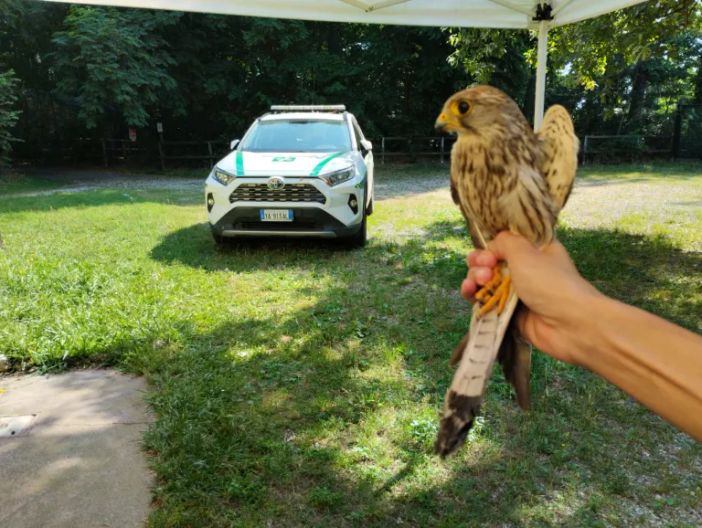 Gheppio ferito salvato dalla Polizia locale di Castano Primo Gheppio ferito salvato dalla Polizia locale di Castano Primo