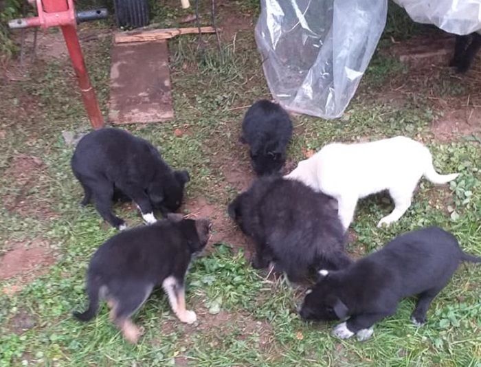 Robecco: trovati cuccioli abbandonati in un cascinale di Carpenzago