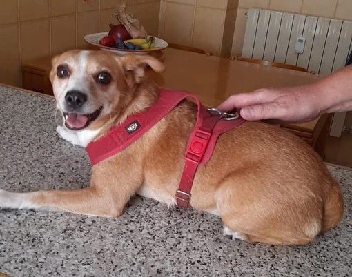 Miky cerca una famiglia che lo possa accogliere dopo tante sofferenze Miky cerca una famiglia che lo possa accogliere dopo tante sofferenze