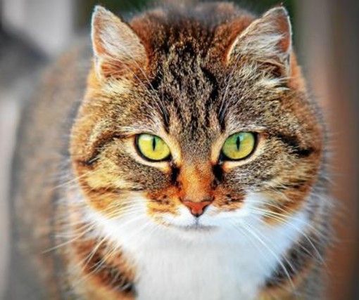 Microchip anche nei gatti, da gennaio scatta l’obbligo. Ma non per tutti