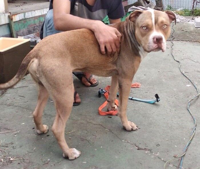 Infastidito dai cani sparge veleno sul marciapiede: 70enne denunciato a Novara