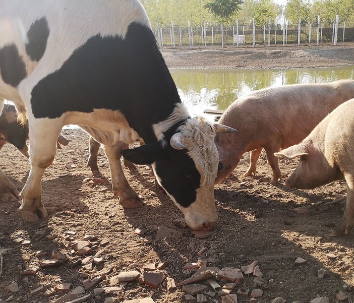 Cilavegna: allevamento abusivo e macellazione clandestina. Un centinaio fra suini e bovini a rischio abbattimento