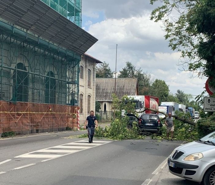 Magenta: vento abbatte le piante lungo la statale di Pontenuovo che finiscono su un’auto in transito Magenta: vento abbatte le piante lungo la statale di Pontenuovo che finiscono su un’auto in transito