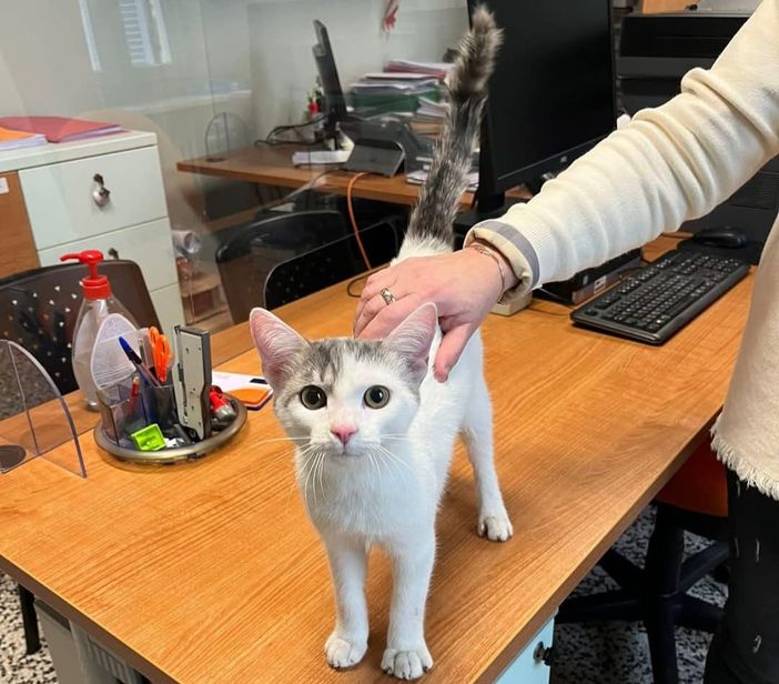 (nella foto il gattino salvato dai pompieri a Zeme) (nella foto il gattino salvato dai pompieri a Zeme)