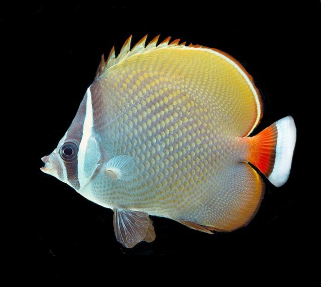 Petsfestival 2022: Acquariologia per tutti Petsfestival 2022: Acquariologia per tutti