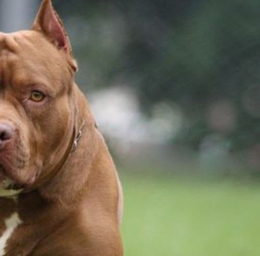 Corana: donna 86enne muore attaccata da un pitbull Corana: donna 86enne muore attaccata da un pitbull