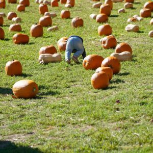 Villaggio delle Zucche poliedrico e trasformista: funghi e tartufi per chiudere (e aprire il mese nuovo ) in bellezza