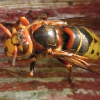 Torrazza Coste: punto da un calabrone va in choc anafilattico, 75enne trasportato in elicottero al San Matteo Torrazza Coste: punto da un calabrone va in choc anafilattico, 75enne trasportato in elicottero al San Matteo