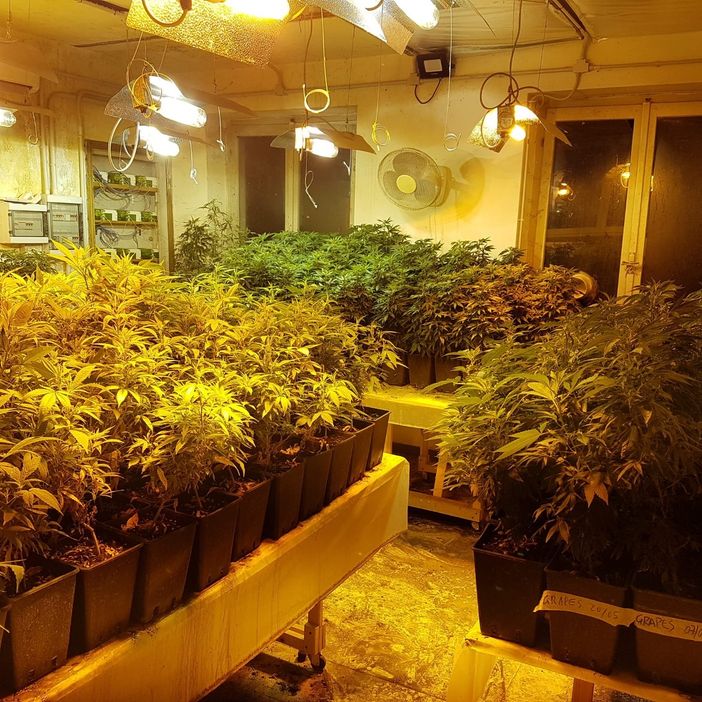 Oltrepò, scoperto laboratorio degli stupefacenti in una cascina, sequestrate oltre 660 piante di marijuana