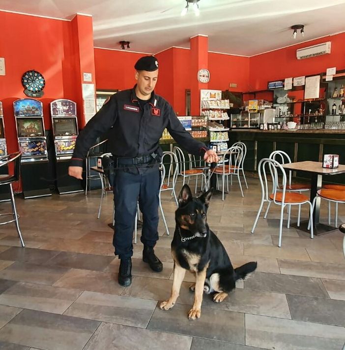 Pavese: controlli effettuati con i cani antidroga, segnalate otto persone
