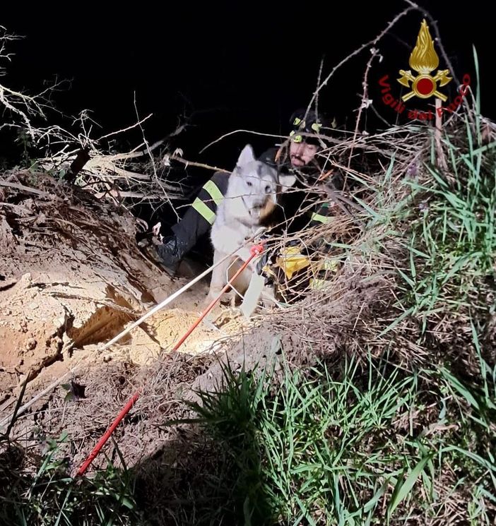 Torre d'Isola: cane scivola e rimane bloccato sulla sponda del Ticino, i Vigili del fuoco lo mettono in salvo Torre d'Isola: cane scivola e rimane bloccato sulla sponda del Ticino, i Vigili del fuoco lo mettono in salvo
