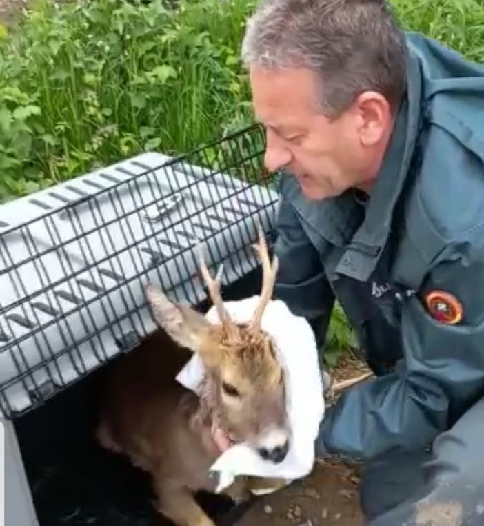 Magenta: capriolo liberato nei campi del Parco del Ticino