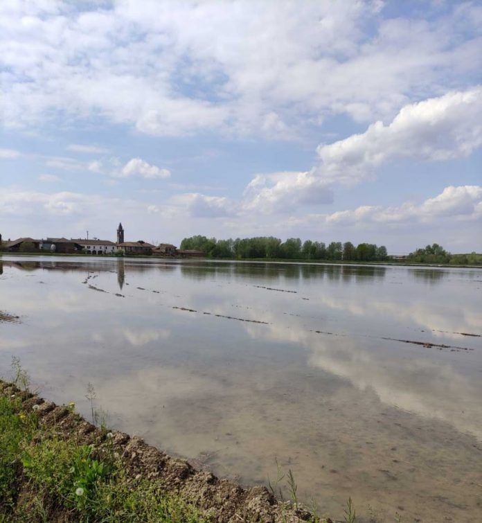 Maltempo, Coldiretti ottiene deroga cruciale per le sementi di riso 2024 Maltempo, Coldiretti ottiene deroga cruciale per le sementi di riso 2024