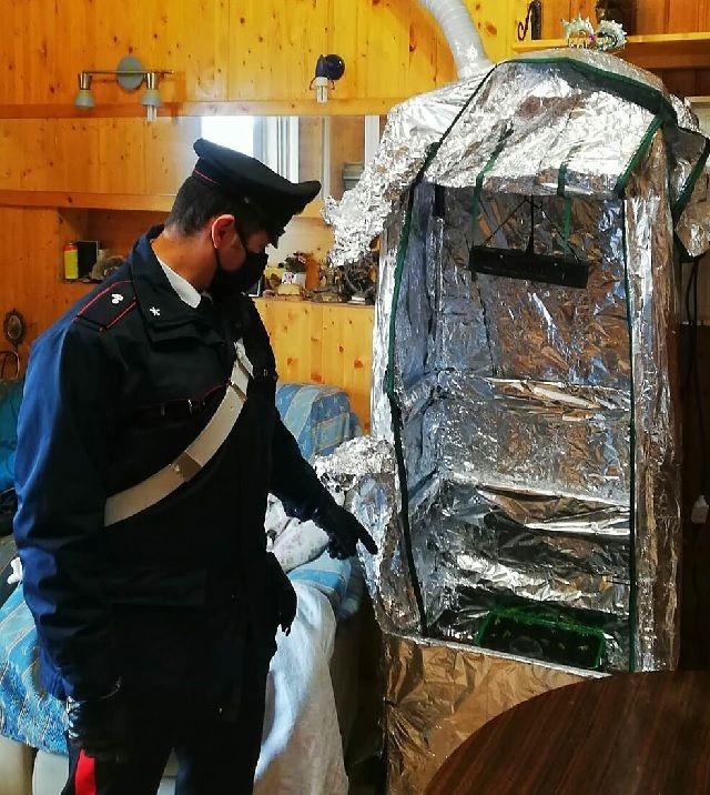 Pavia: germogli di marijuana tra le mura domestiche, denunciati madre e figlio Pavia: germogli di marijuana tra le mura domestiche, denunciati madre e figlio
