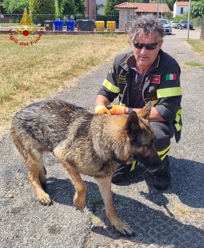 Pavia: cane intrappolato in un corso d'acqua, salvato dai Vigili del fuoco Pavia: cane intrappolato in un corso d'acqua, salvato dai Vigili del fuoco