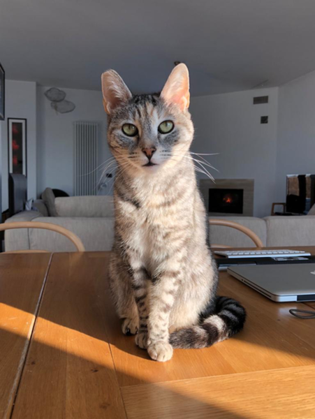 Lettere al Direttore: raccolta fondi per i mici del gattile di Vigevano, l'appello dei volontari Lettere al Direttore: raccolta fondi per i mici del gattile di Vigevano, l'appello dei volontari