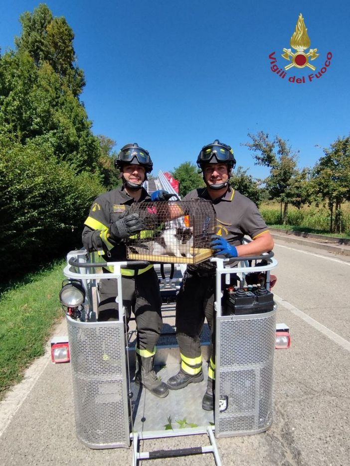 Bereguardo: gatto bloccato su un albero di oltre 10 metri, salvato dai Vigili del fuoco