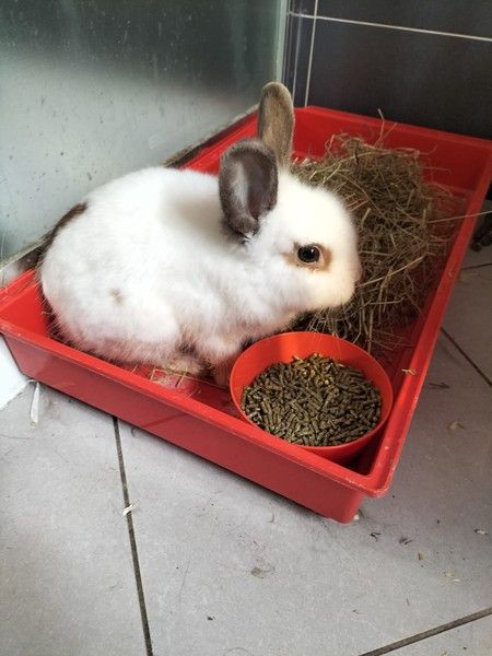 Camilla è salva, grazie ad attenzione e donatori