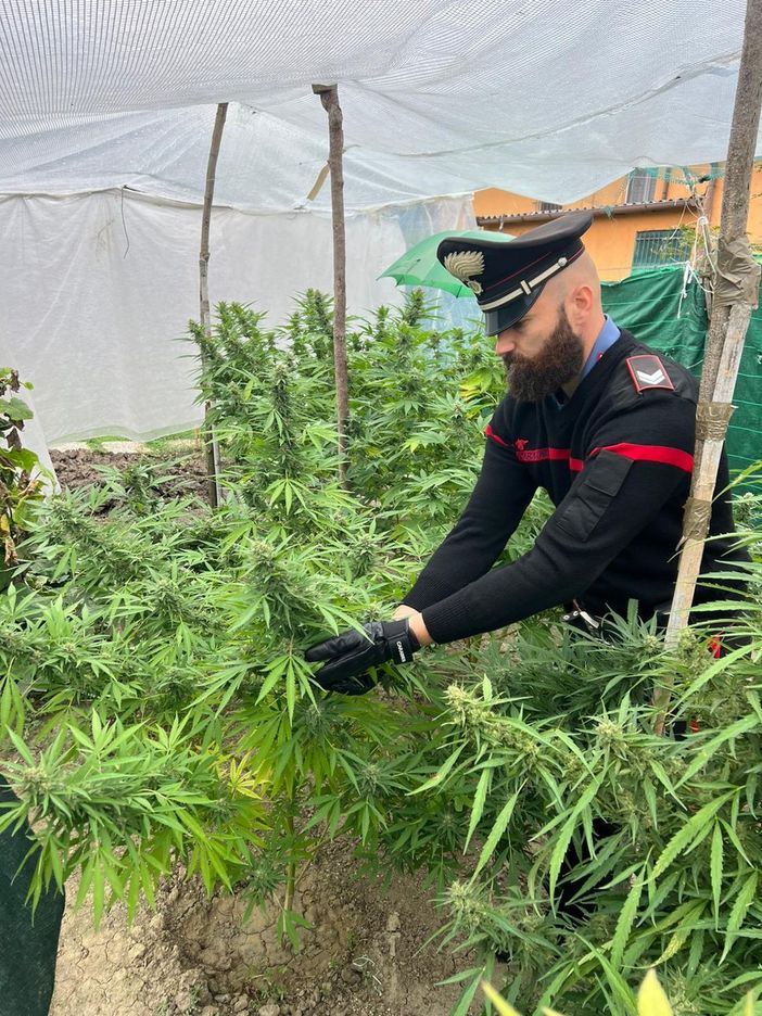 Oltrepò: trovato in casa con 8 piante di marijuana, denunciato un 32enne