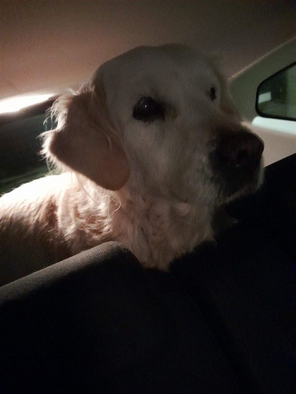 Vercelli: "Ritrovato Adone, grazie a tutti"