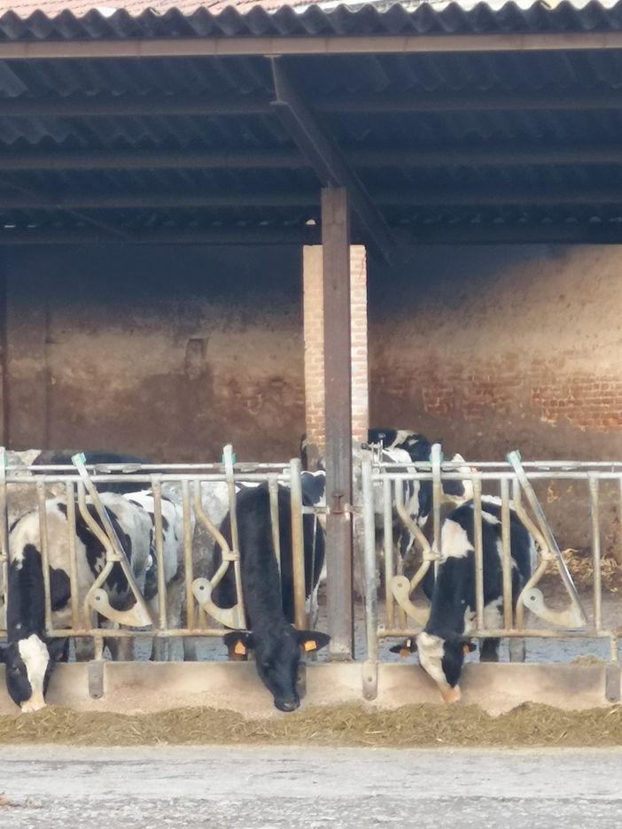 Ue, Coldiretti: “Stop parlamento a norma ammazza stalle”