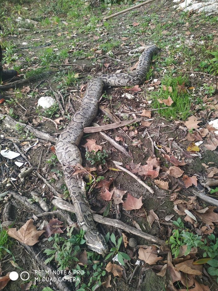 Pavese: i carabinieri forestali recuperano una carcassa di pitone lungo le rive del Lambro