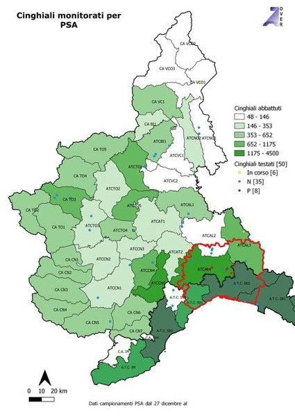 Cresce la preoccupazione per la peste suina africana: altri cinque casi accertati tra Piemonte e Liguria