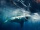 Australia, surfista scompare dopo attacco di squalo: nessuna traccia del corpo