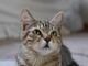 Aviaria, gatto contagiato in provincia di Bologna