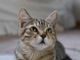 Dà fuoco a un gatto e lo cucina, orrore a La Spezia Dà fuoco a un gatto e lo cucina, orrore a La Spezia