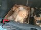 Cuccioli importati illegalmente dall'Est Europa, indagate 9 persone