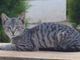 Cani e Gatti all'Aperto: Benefici e Rischi della Vita Fuori Casa Cani e Gatti all'Aperto: Benefici e Rischi della Vita Fuori Casa