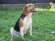 Ats Pavia, ampliati gli orari di apertura dello sportello anagrafe canina