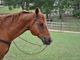 Buccinasco, 23enne disarcionata da cavallo