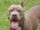 Borgo Vercelli, educatrice cinofila aggredita da pitbull