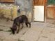 Pavia: sequestrati 40 cani e 7 gatti