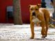 Anziana uccisa da un pitbull a Corana: indagine per omicidio colposo