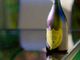 Furto di Champagne, via 50 bottiglie di Dom Perignon nel Pavese