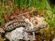 Novarese: morso da vipera ricoverato in codice rosso