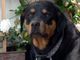 Rho: uomo aggredito da rottweiler
