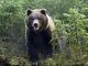 Trentino, abbattuto l’orso M91
