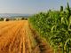 Bracciante deceduto in campagna, indagato imprenditore agricolo a Olevano