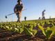 Lombardia: un sostegno concreto per le aziende agricole delle aree svantaggiate. In arrivo 17,7 milioni di euro