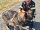 Pavia: cane intrappolato in un corso d'acqua, salvato dai Vigili del fuoco