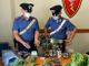 Cava Manara: serra di marijuana artigianale a domicilio, denuciata una coppia